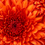 raDKAChrysanthemum.jpg